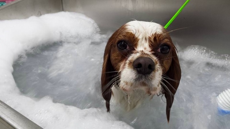 Lavaggio Cani Druento - Torino  BimBumBau